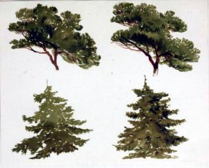 free antique fir tree illustration study
