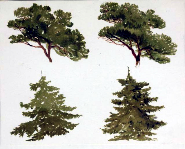 tree illustration fir 