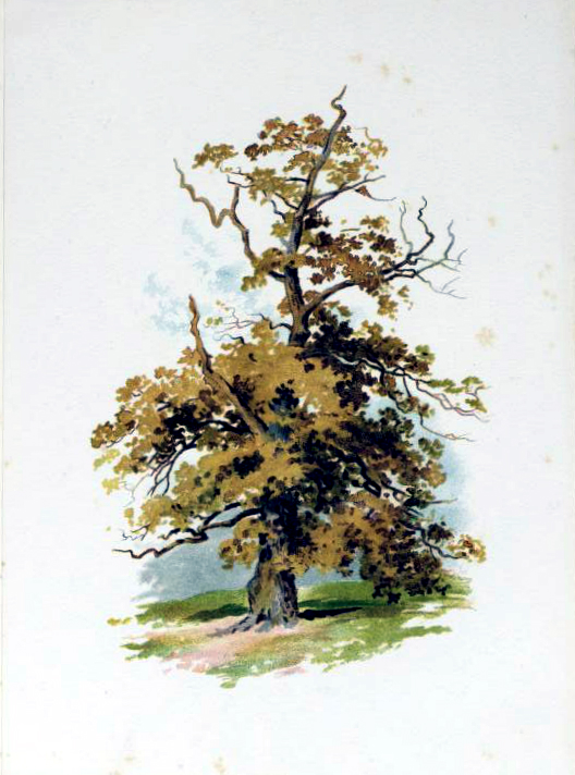 tree illustration golden autumn