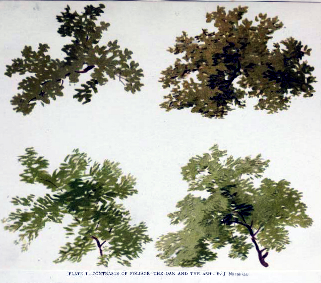 tree illustration oak and ash