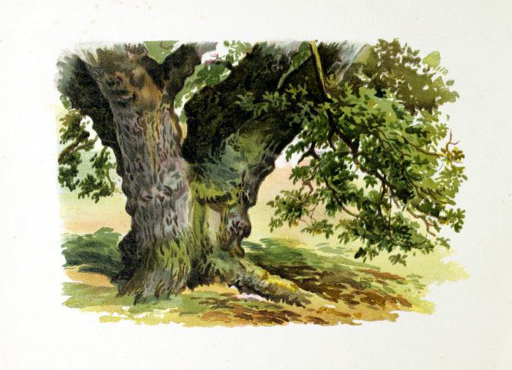 vintage tree illustration from late 19th-century