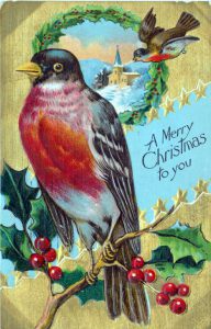 A free vintage Christmas illustration of a robin with Holly. Originally published in 1908!