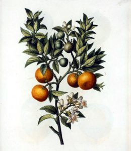 A free vintage Christmas illustration of sweet oranges from the early 19th century.