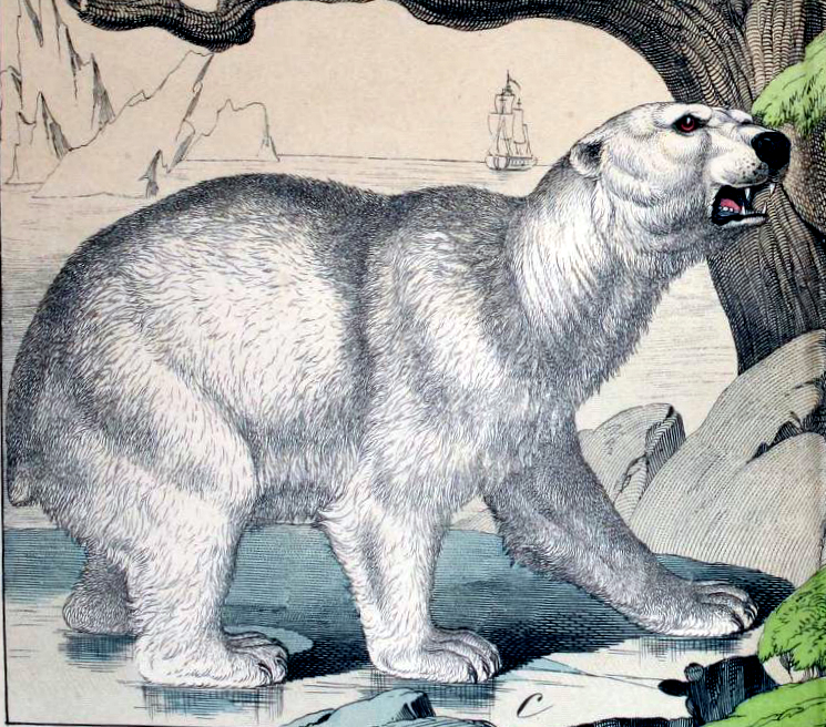 A free 19th-century polar bear illustration from vintage children's science book
