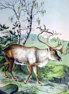 Free vintage reindeer illustration from a 19th-century children's science book