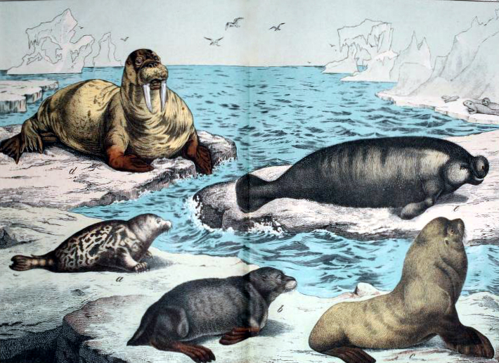 Free walrus and marine mammal illustration from the 19th-century