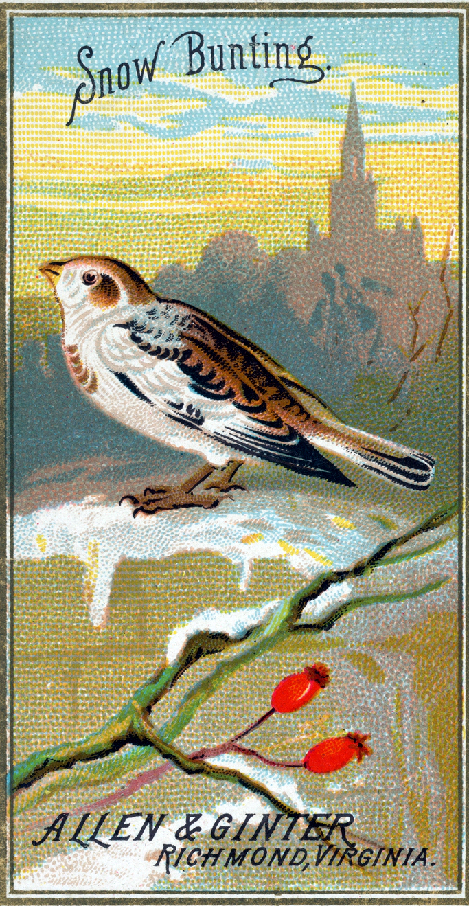Free Snow Bunting bird illustration from the early 20th-century