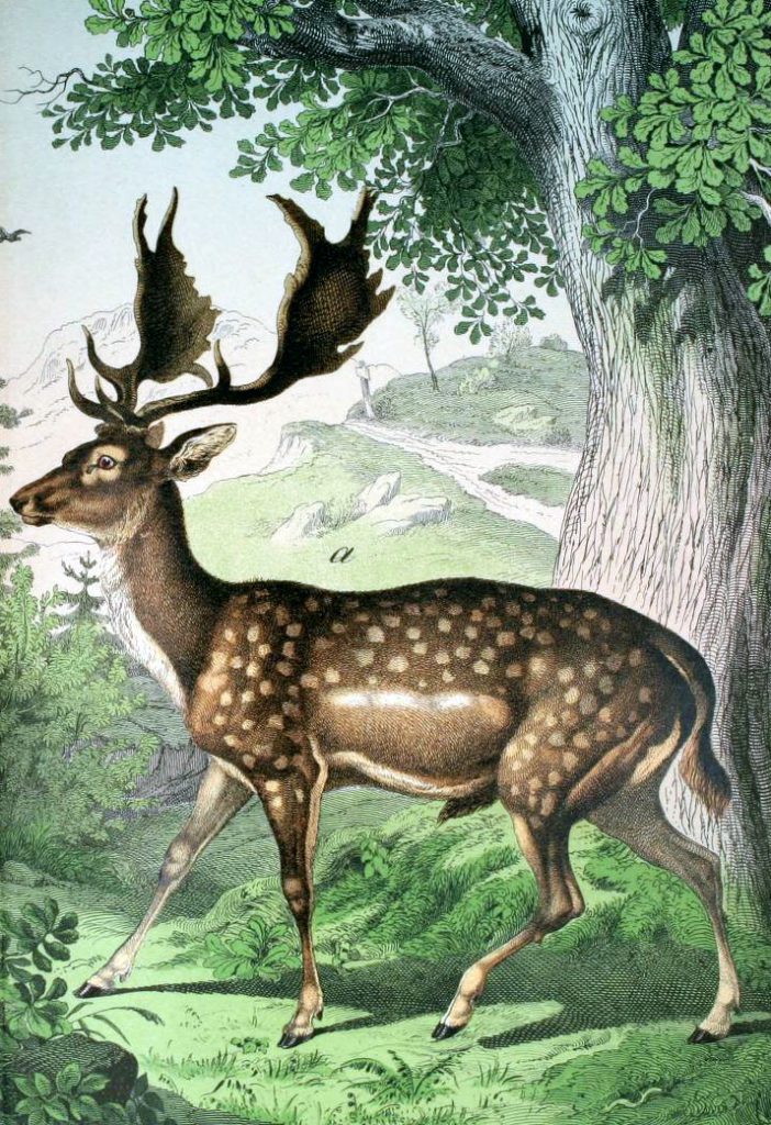 Free deer illustration from a 19th-century public domain children's book