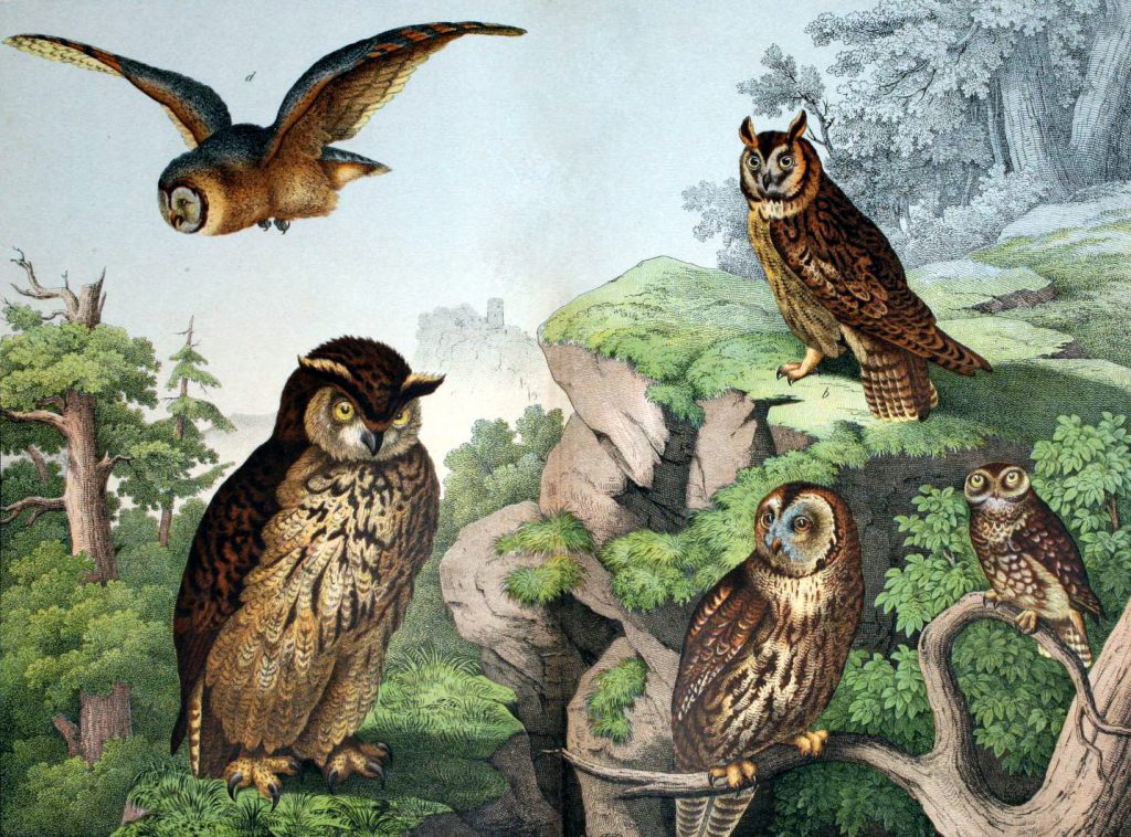 Free woodland owls illustration from 19th-century children's book on animals