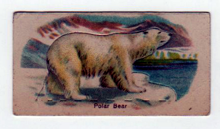 Free polar bear illustration from an early 20th-century trading card.