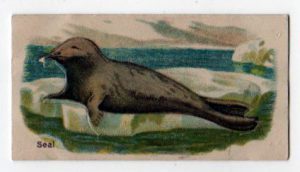 A free arctic seal illustration from a vintage cigarette trade card