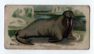 Free vintage walrus illustration from an antique cigarette trading card