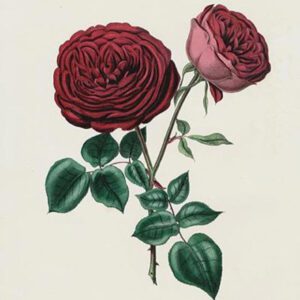 19th century dark rose illustration 2