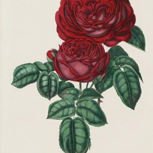 19th century dark rose illustration