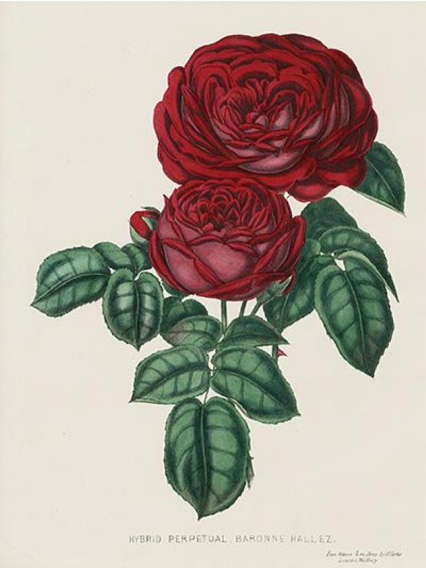 19th century dark rose illustration