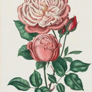 19th century pink rose illustration