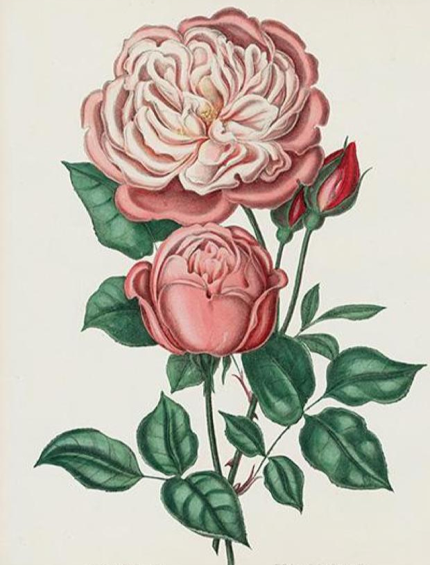19th century pink rose illustration