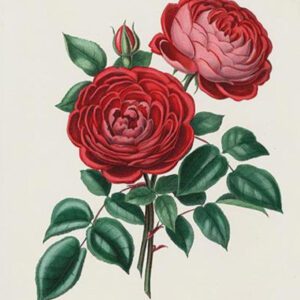 19th century red rose illustration