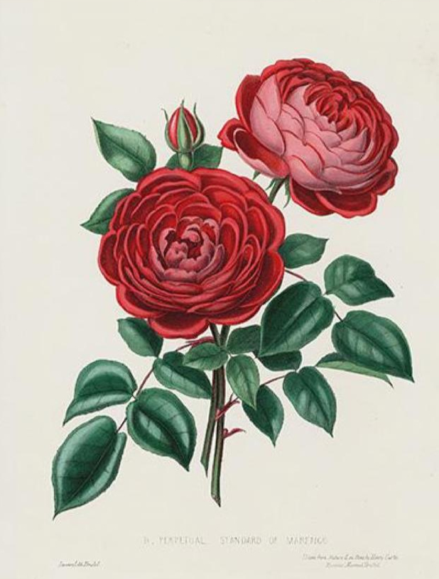 Vintage red rose illustration in the public domain