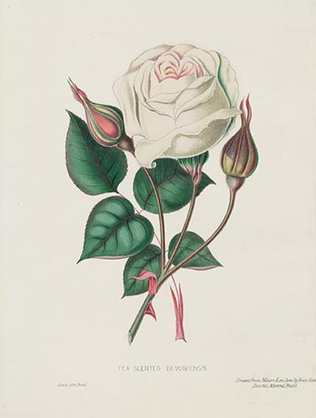 Public domain white rose illustration