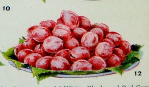 pink fruit illustration