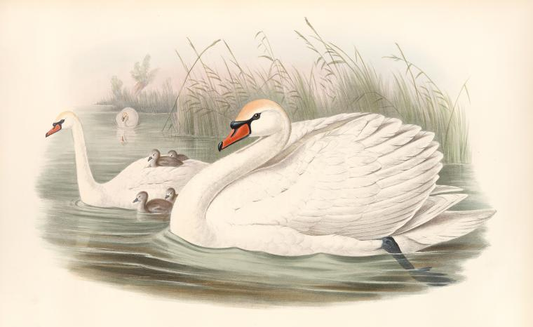 public domain swan illustration from 19th century