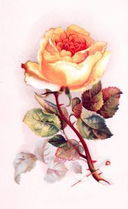 valentines day yellow rose 1