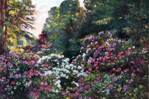 Free vintage landscape of a rhododendron garden in the early 20th-century