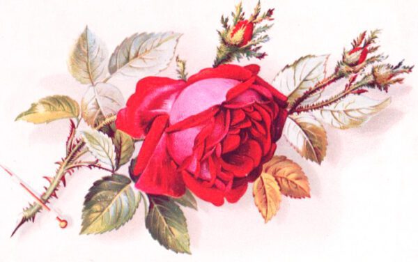 wild rose valentines day