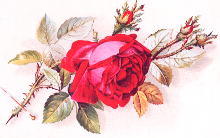 wild rose illustration for valentine's day in the public domain