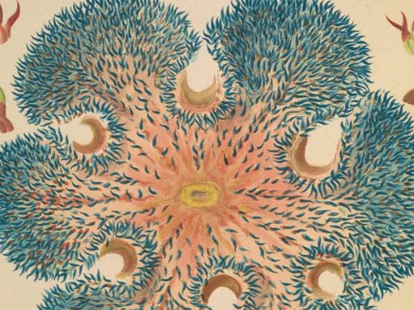 great barrier reef anemones illustration public domain 760x1024 1