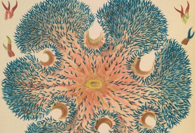 great barrier reef anemones illustration public domain 760x1024 1