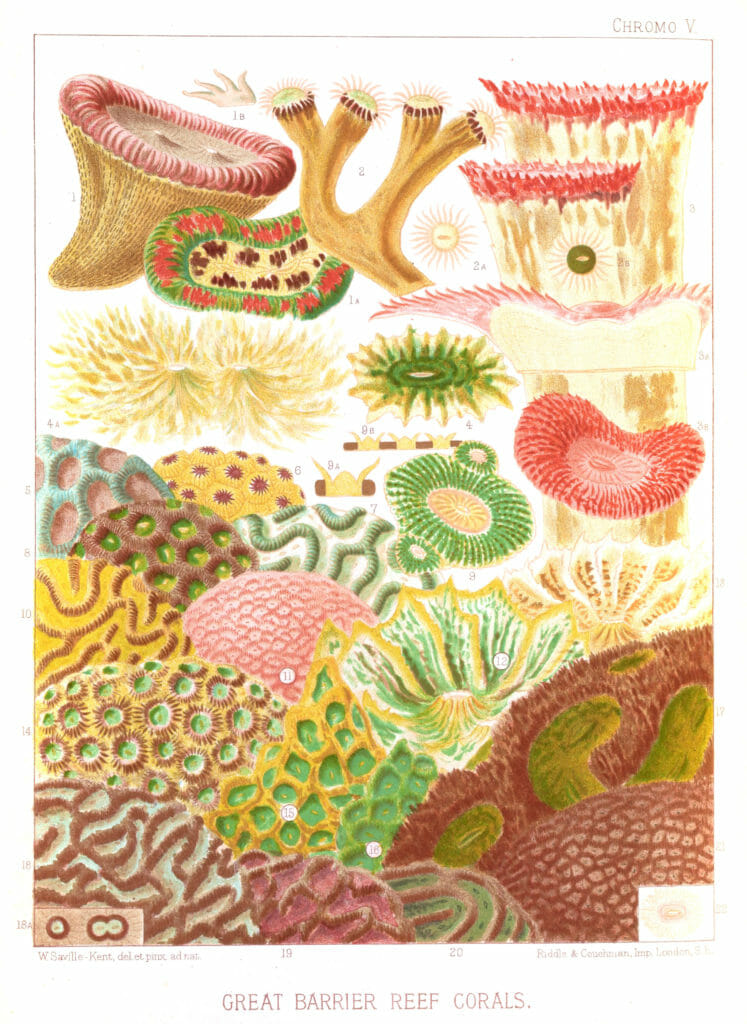 great barrier reef corals illustration public domain