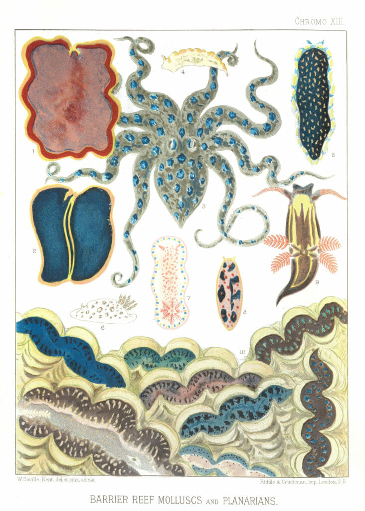 great barrier reef marine life illustrations public domain