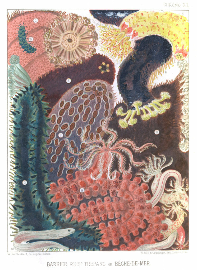 great barrier reef sea cucumbers illustration public domain