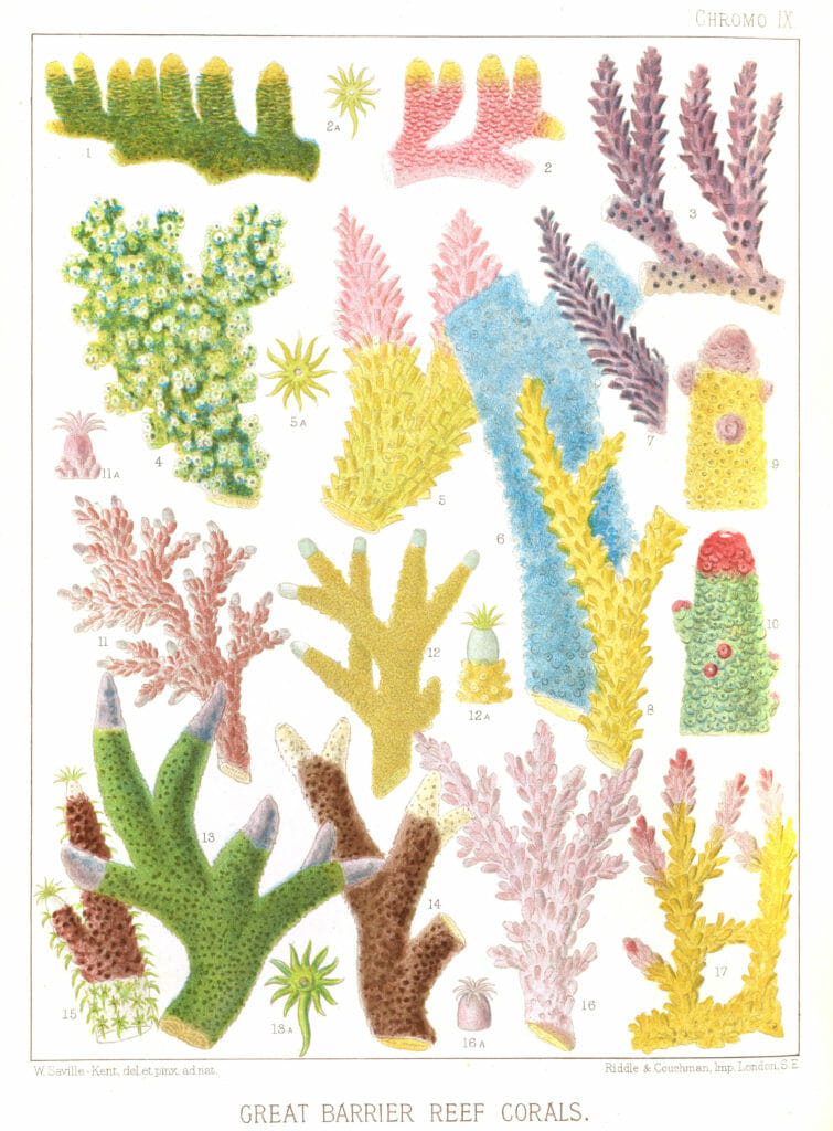 public domain coral illustrations great barrier reef