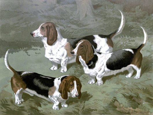 vintage basset hounds illustration public domain