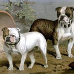 vintage bull dogs illustration public domain