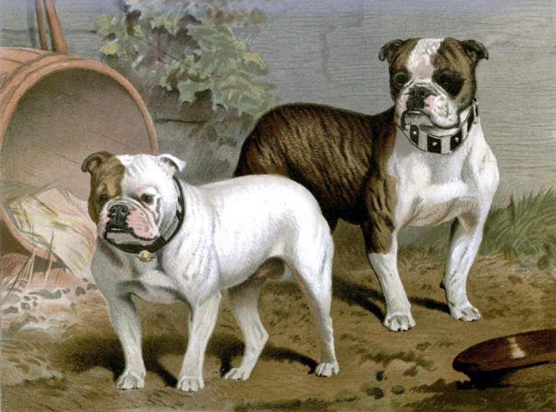 Free vintage bull dogs illustration public domain.