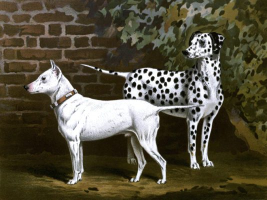 vintage bull terrier and dalmatian illustration public domain
