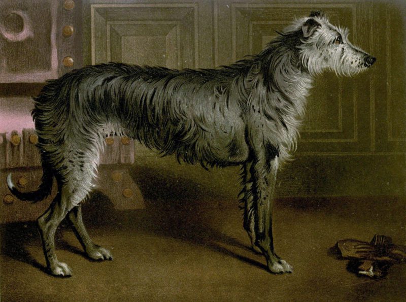 Free vintage deerhound illustration public domain.