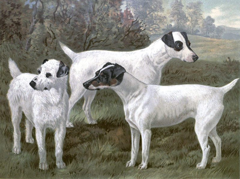 Free vintage fox terriers illustration public domain.