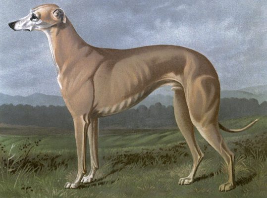 vintage greyhound dog illustration public domain