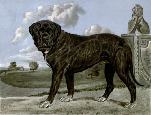 vintage mastiff illustration public domain
