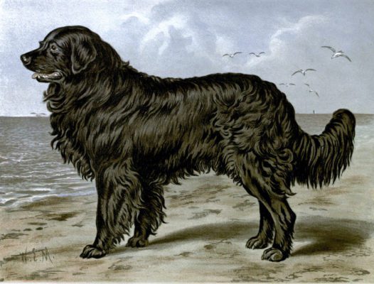 vintage newfoundland dog illustration public domain