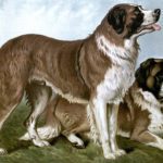 vintage st bernard dogs illustration public domain
