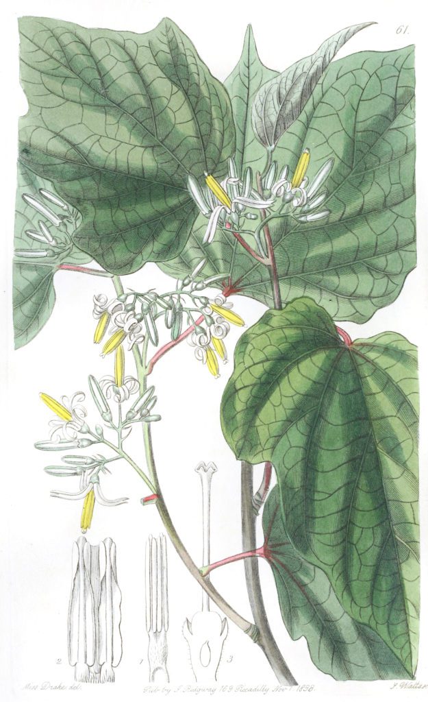 Begonia leaved Marlea