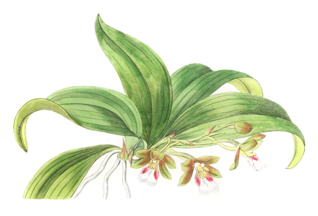 Brown flowered Trichocentrum