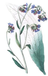 Bugloss Flowered Houndstongue
