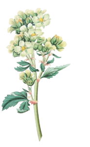 Close Flowered Potentilla